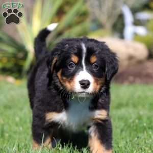 Jewel, Bernese Mountain Dog Puppy